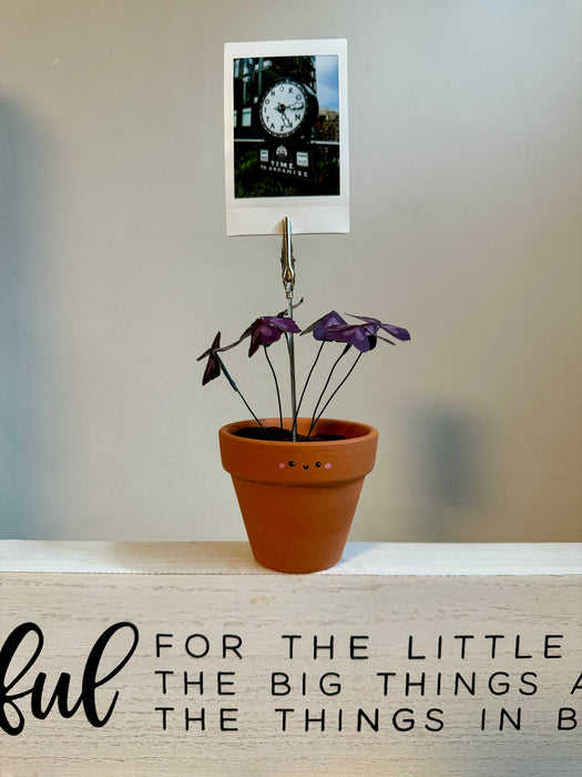 Purple Shamrock Oxalis Triangularis Handmade plant photo holder